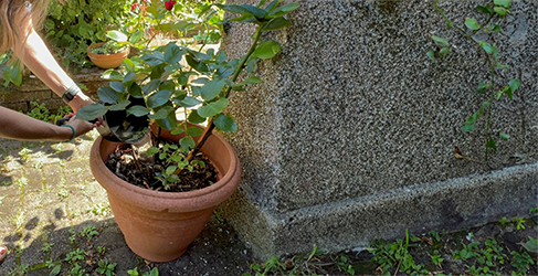 Julianne Robertson Save water in the garden blog 3 unknown person pouring saucepan of cooking water in a planter to keep plants hydrated