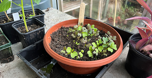 seedlings growing in a round planter